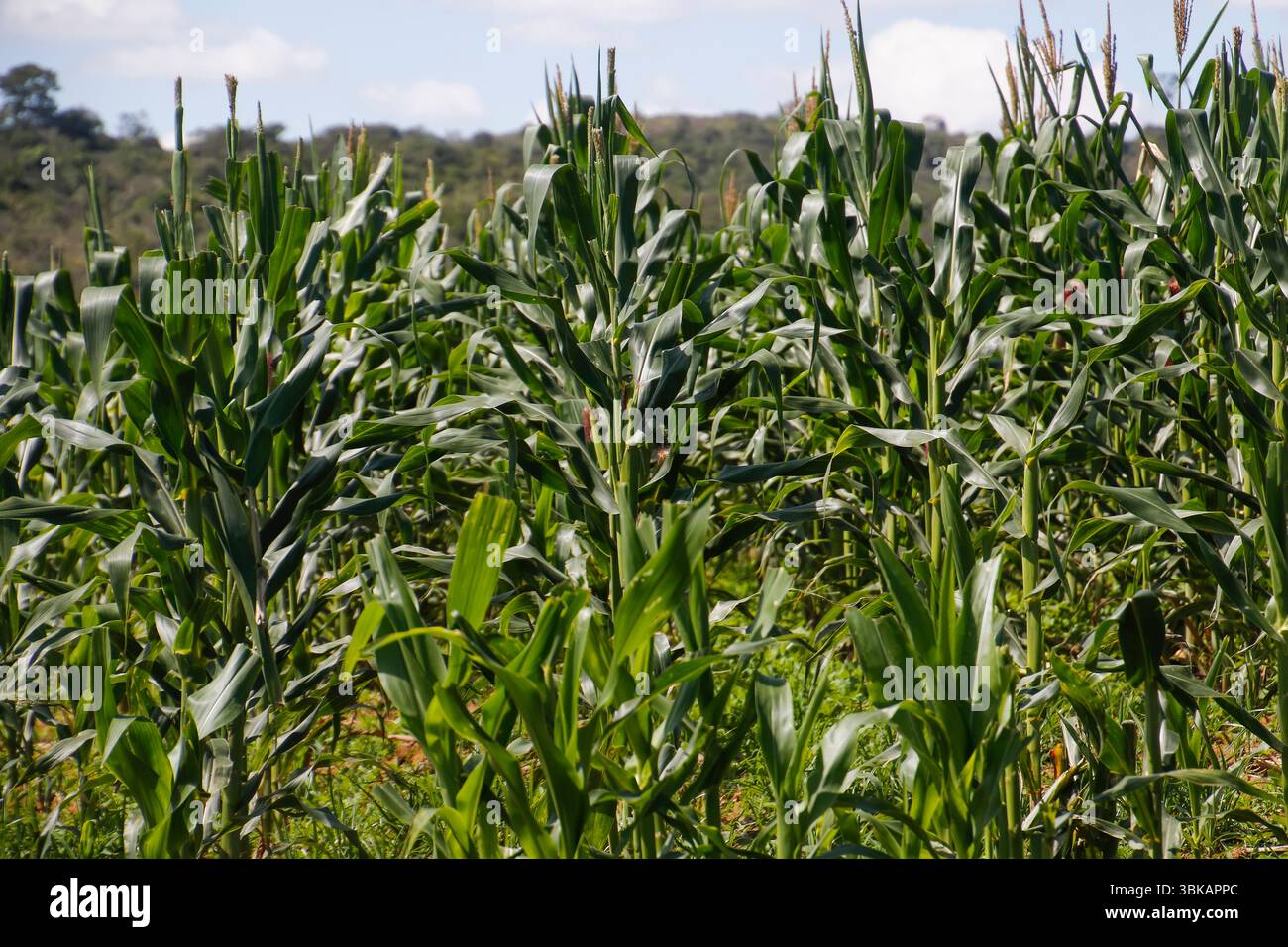 Vue rapprochée des plants de maïs sains en plein champ, parfait pour l'agriculture, la récolte et la production durable Banque D'Images