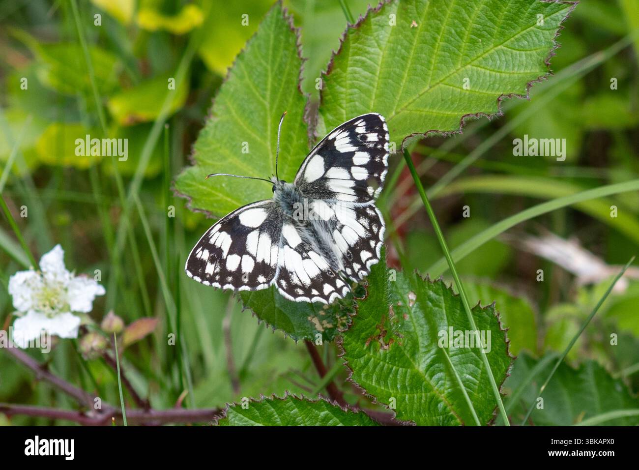 Papillon blanc marbré (Melanargia galathea), un papillon noir et blanc pendant l'été, Angleterre, Royaume-Uni Banque D'Images