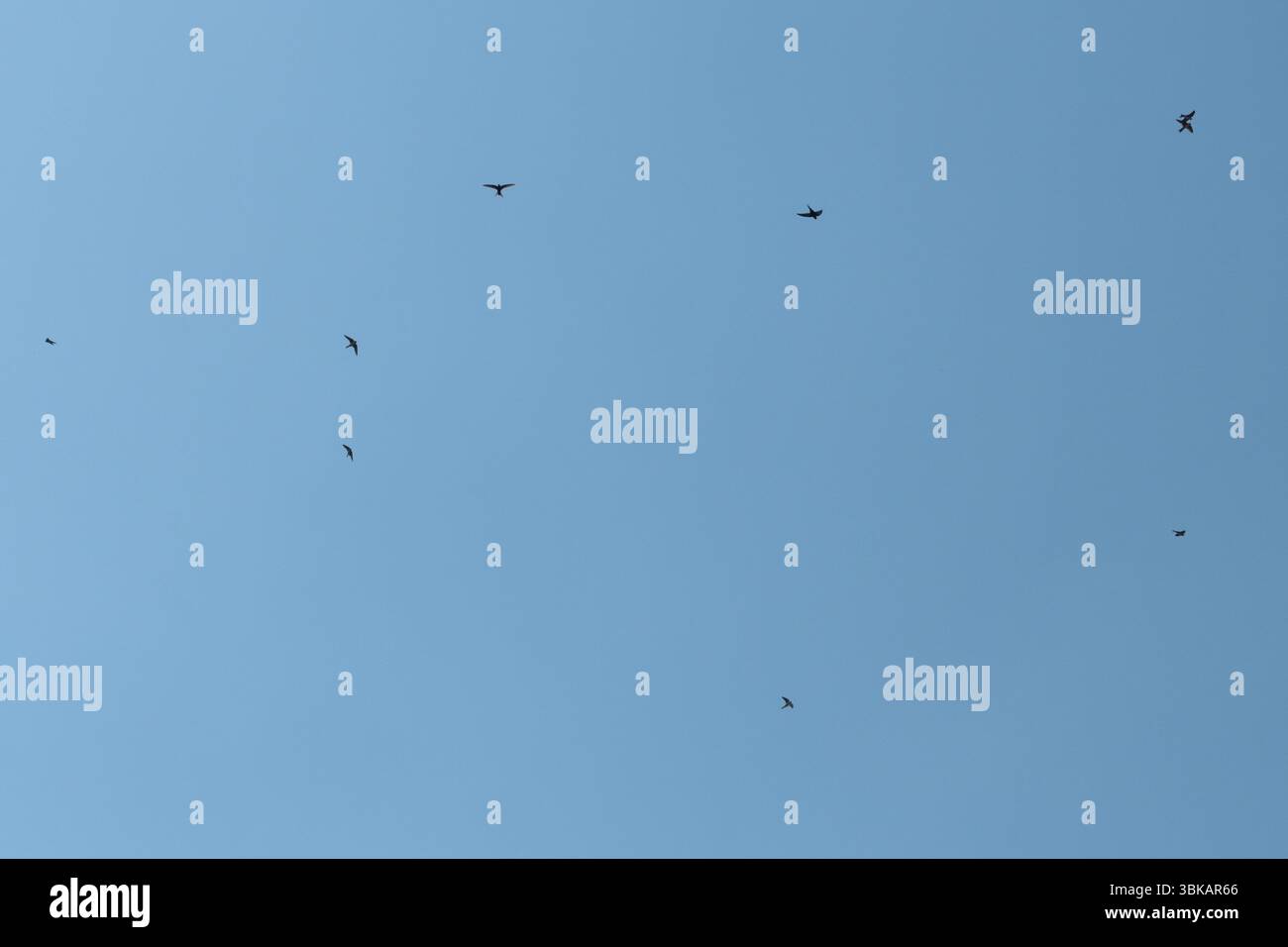Les Hirundines abritent principalement des martins (Delichon urbicum) dans le ciel bleu. Oiseaux volant haut dans le ciel au-dessus d'une ville en été, Angleterre, Royaume-Uni Banque D'Images
