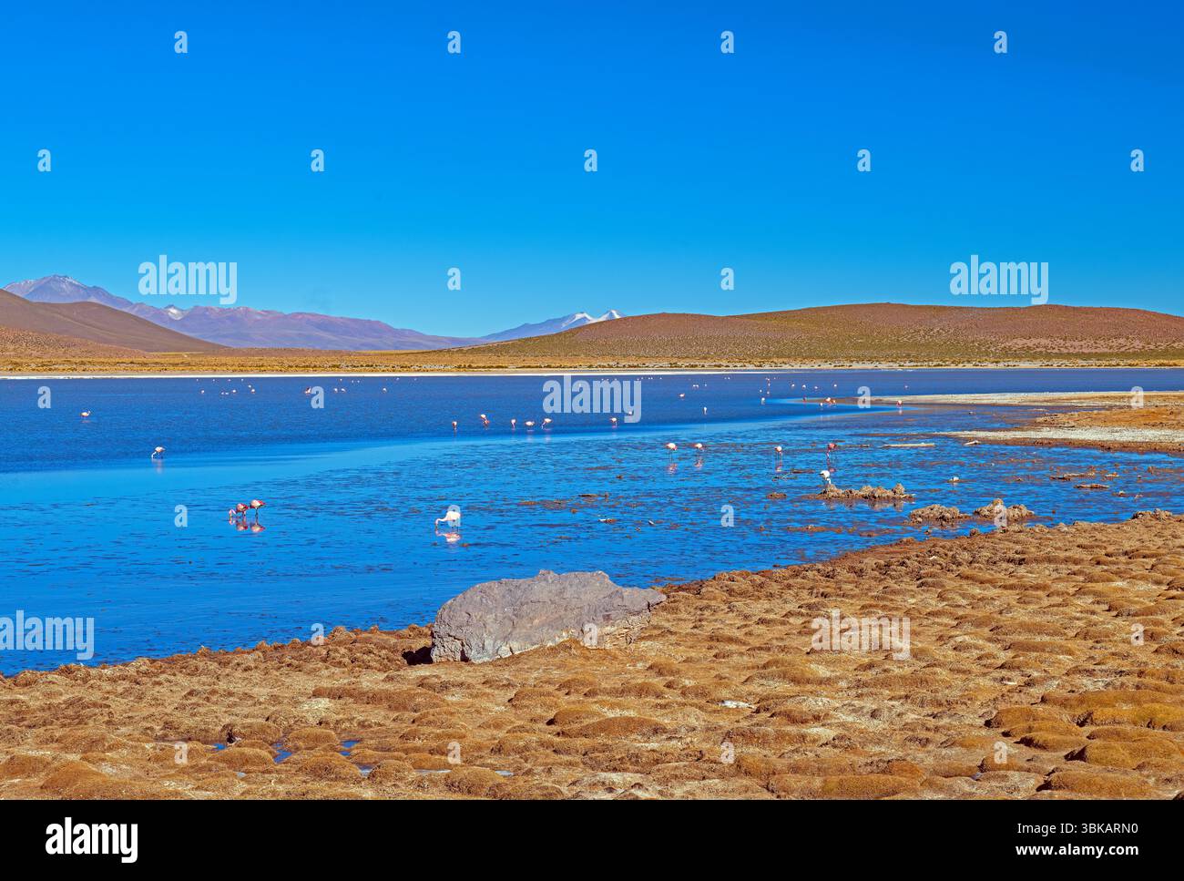 Flamants roses se nourrissant dans un étang dans les montagnes en Bolivie Banque D'Images