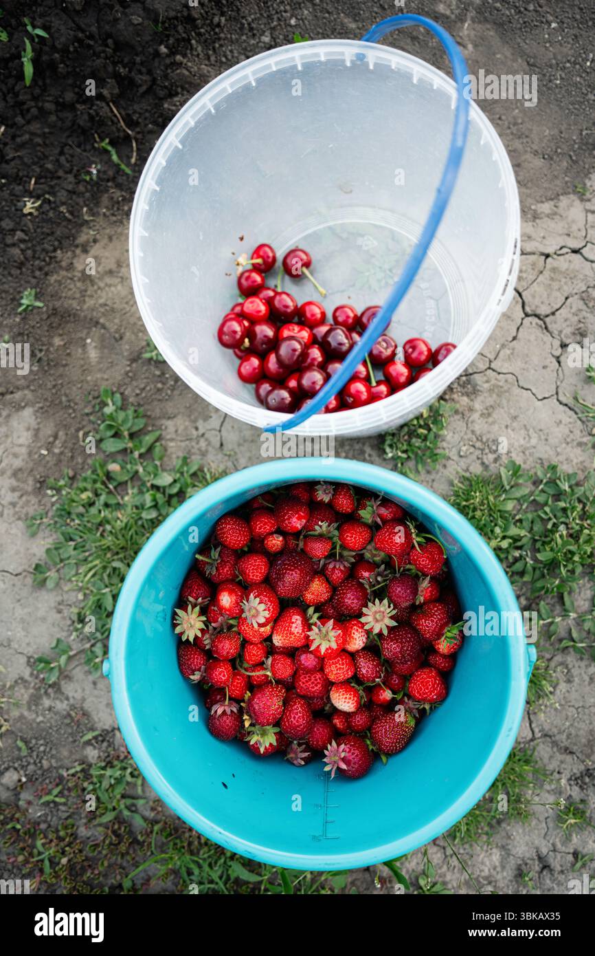 Cerises fraîchement cueillies et fraises dans des seaux exposés sur le sol à l'extérieur Banque D'Images