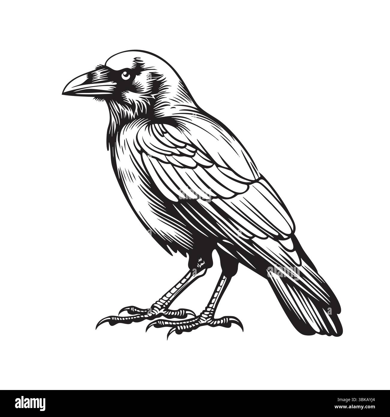 Illustration monochrome détaillée d'un Crow perché Illustration de Vecteur