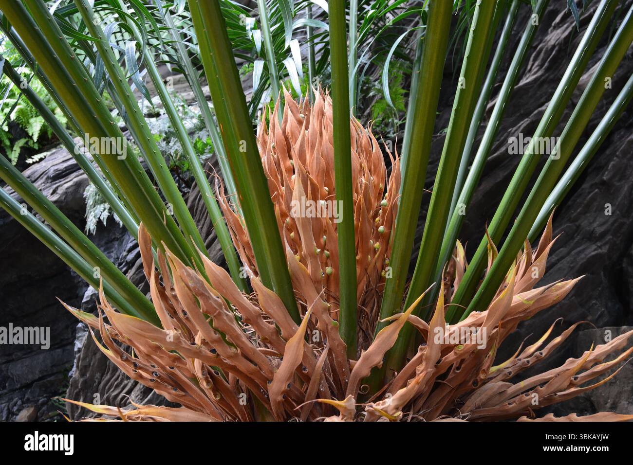 Plante de cycade avec fleur de cône Banque D'Images