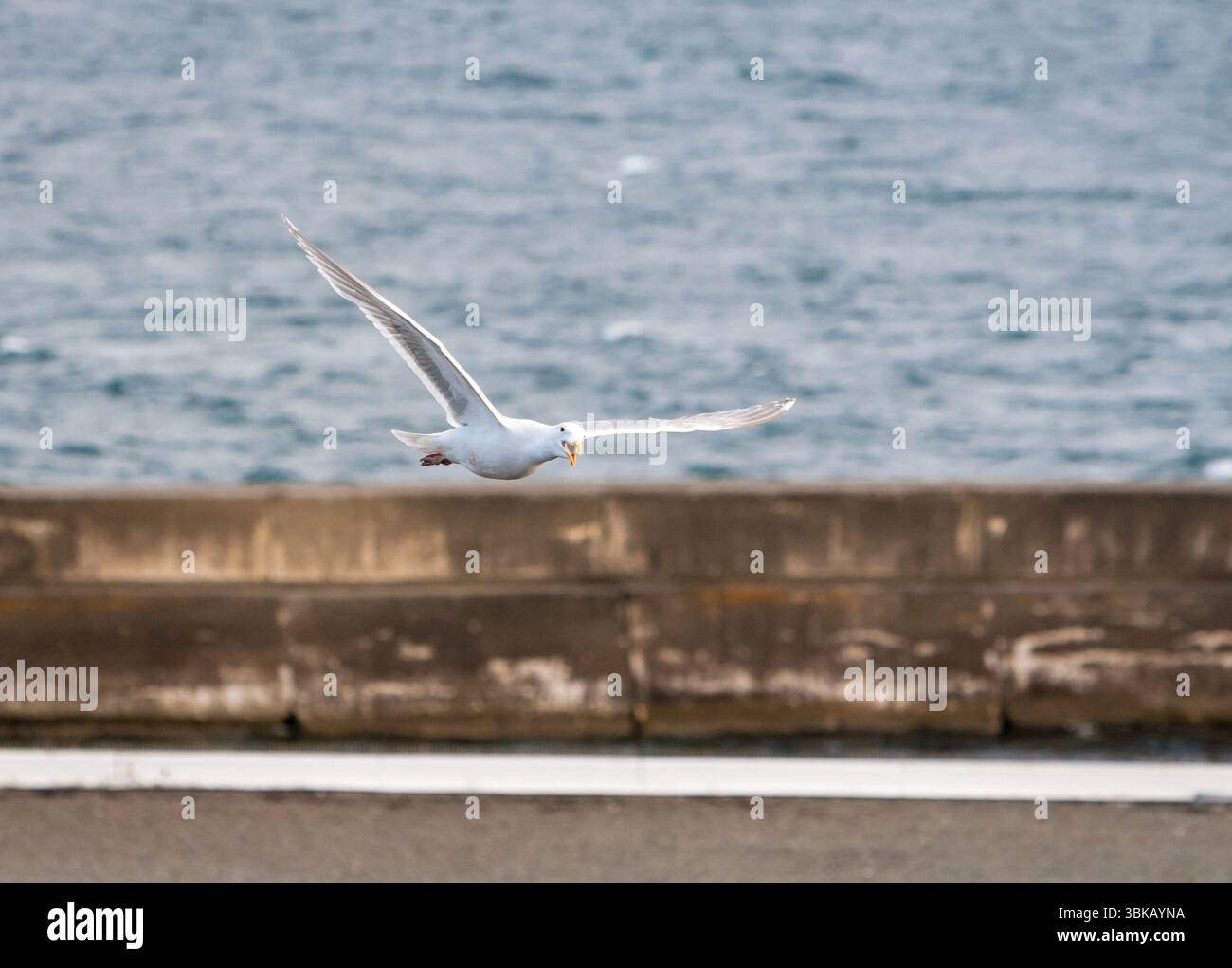 Une Mouette glaucescens (Larus glaucescens) en vol à Victoria, Colombie-Britannique, Canada Banque D'Images