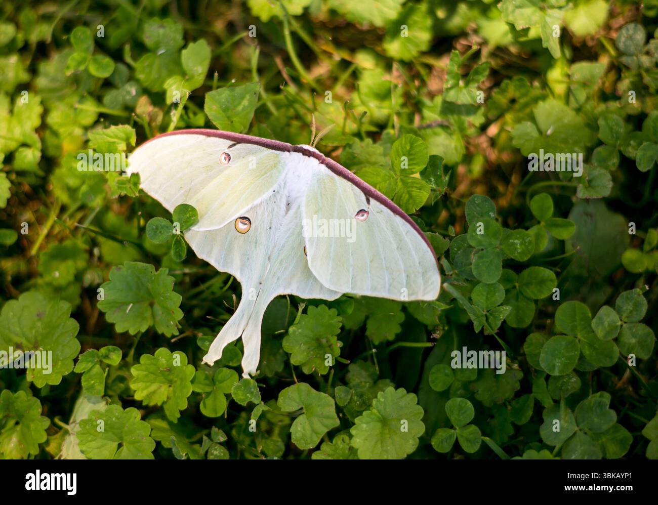 Un grand Luna Moth nord-américain (Actias luna) reposant sur le sol Banque D'Images