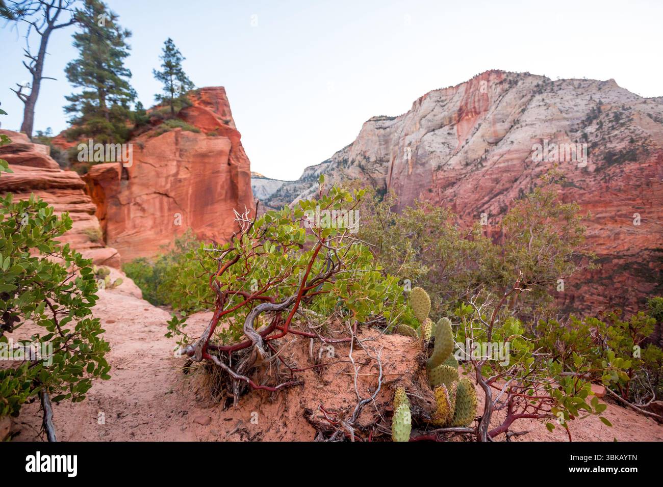 Vue sur les falaises de grès avec le cactus Greenleaf Manzanita et Prickly Pear le long du West Rim Trail jusqu'à Angels Landing dans le parc national de Zion, Utah Banque D'Images