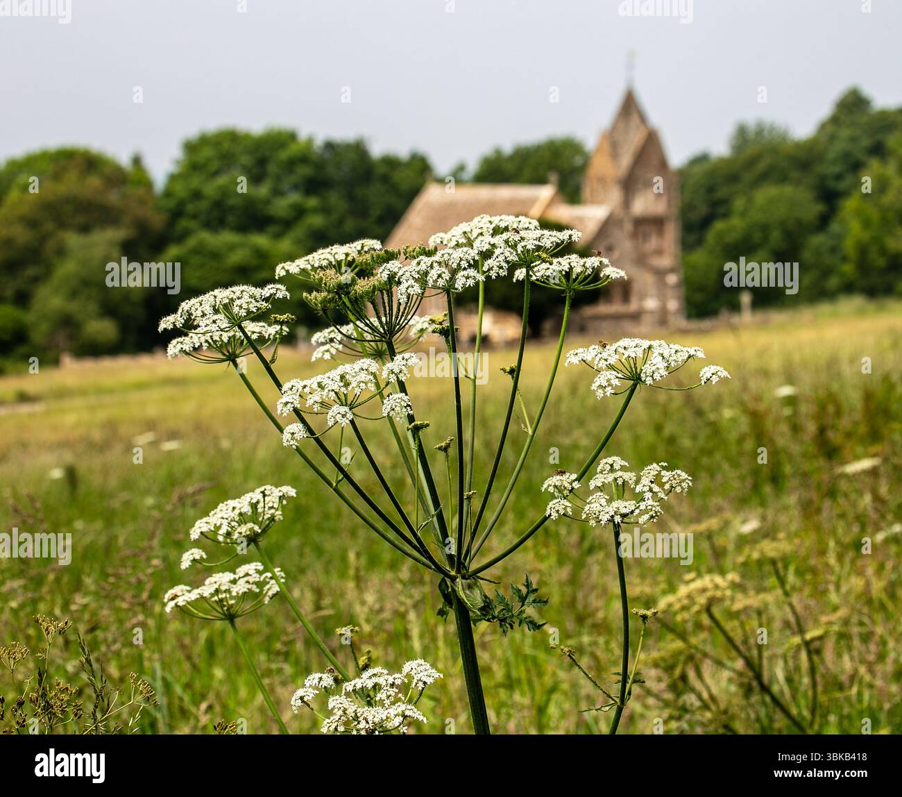 Gros plan de fleurs sauvages de persil de vache Anthriscus sylvestris dans un pré vert avec une église en pierre historique floue en arrière-plan sous un ciel clair Banque D'Images