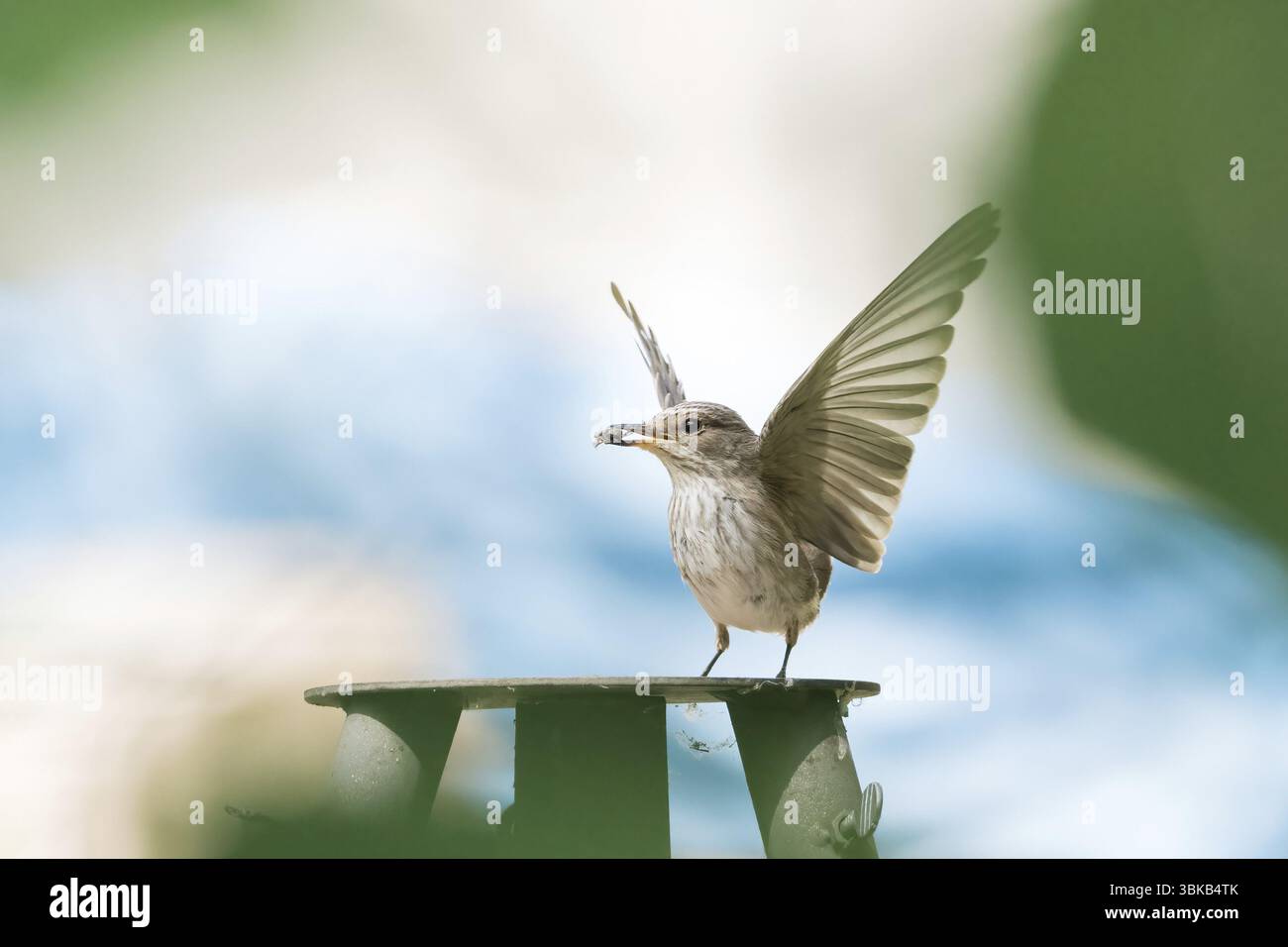 Un mouche gris (Muscicapa striata) avec des ailes déployées tenant une proie dans son bec sur fond bleu, Hesse, Allemagne, Europe Banque D'Images