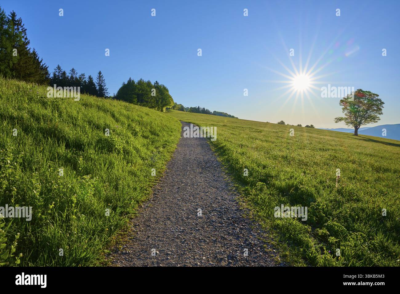 Un chemin étroit mène à travers une prairie ensoleillée, un arbre en arrière-plan, ciel bleu clair, printemps, Schauinsland, Freiburg im Breisgau, forêt Noire, Baden- Banque D'Images