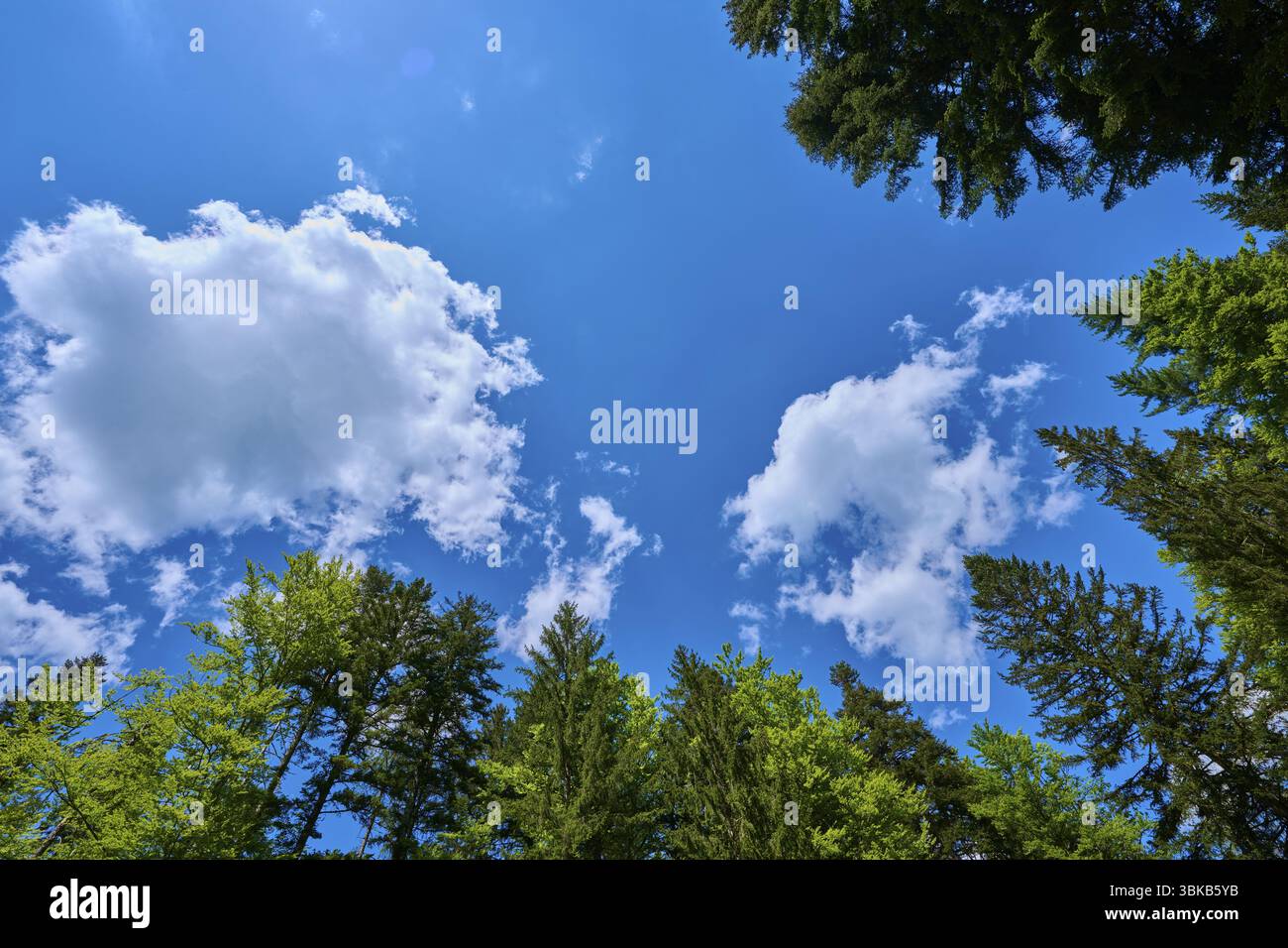 Vue à travers les arbres à un ciel ensoleillé avec des nuages blancs, Forêt Noire, Bade-Wuerttemberg, Allemagne, Europe Banque D'Images