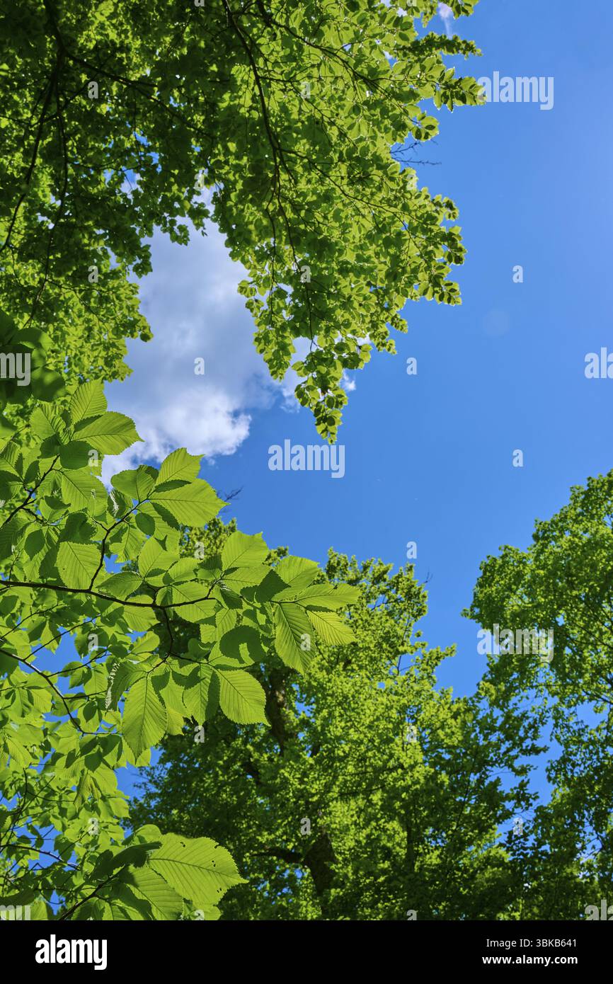 Vue à travers la cime d'arbres vert dense dans un ciel clair et ensoleillé, Triberg im Schwarzwald, Schwarzwald-Baar-Kreis, Forêt Noire, Bade-Wuertemberg, Allemagne, Banque D'Images Vue à travers la cime d'arbres vert dense dans un ciel clair et ensoleillé, Triberg im Schwarzwald, Schwarzwald-Baar-Kreis, Forêt Noire, Bade-Wuertemberg, Allemagne, Banque D'Images