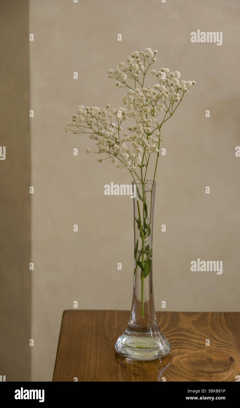 Branche de gypsophila dans un vase en verre, sur table, gros plan Banque D'Images