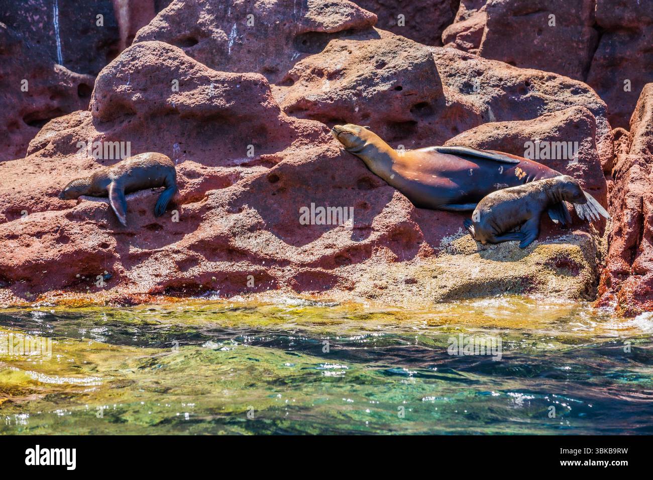 Lion de mer dans l'île de Espíritu Santo, golfe de Californie, basse-Californie du Sud, Mexique Banque D'Images