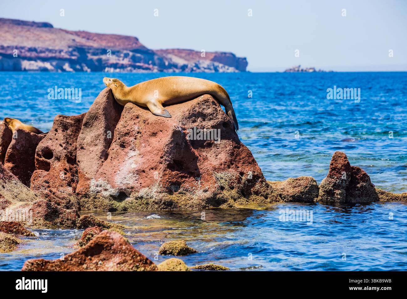Lion de mer dans l'île de Espíritu Santo, golfe de Californie, basse-Californie du Sud, Mexique Banque D'Images