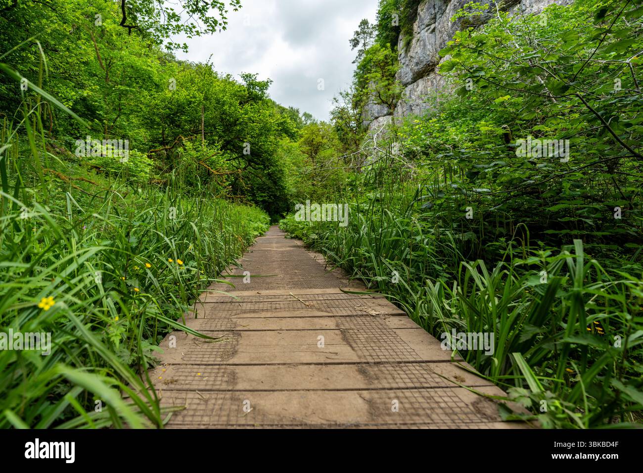 Vue panoramique sur un chemin de promenade en bois menant à travers une forêt verdoyante vibrante, invitant à l'exploration et à la tranquillité Banque D'Images