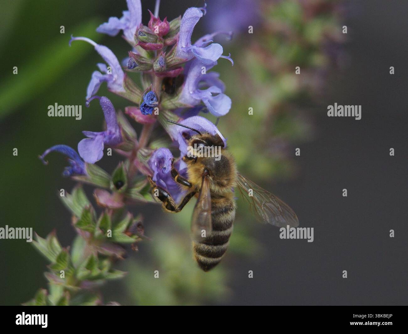 Macro-plan isolé d'une abeille européenne (apis mellifera) recueillant le pollen d'une salvia nemerosa, également connue sous le nom de sauge des bois, sauge bleue. Banque D'Images