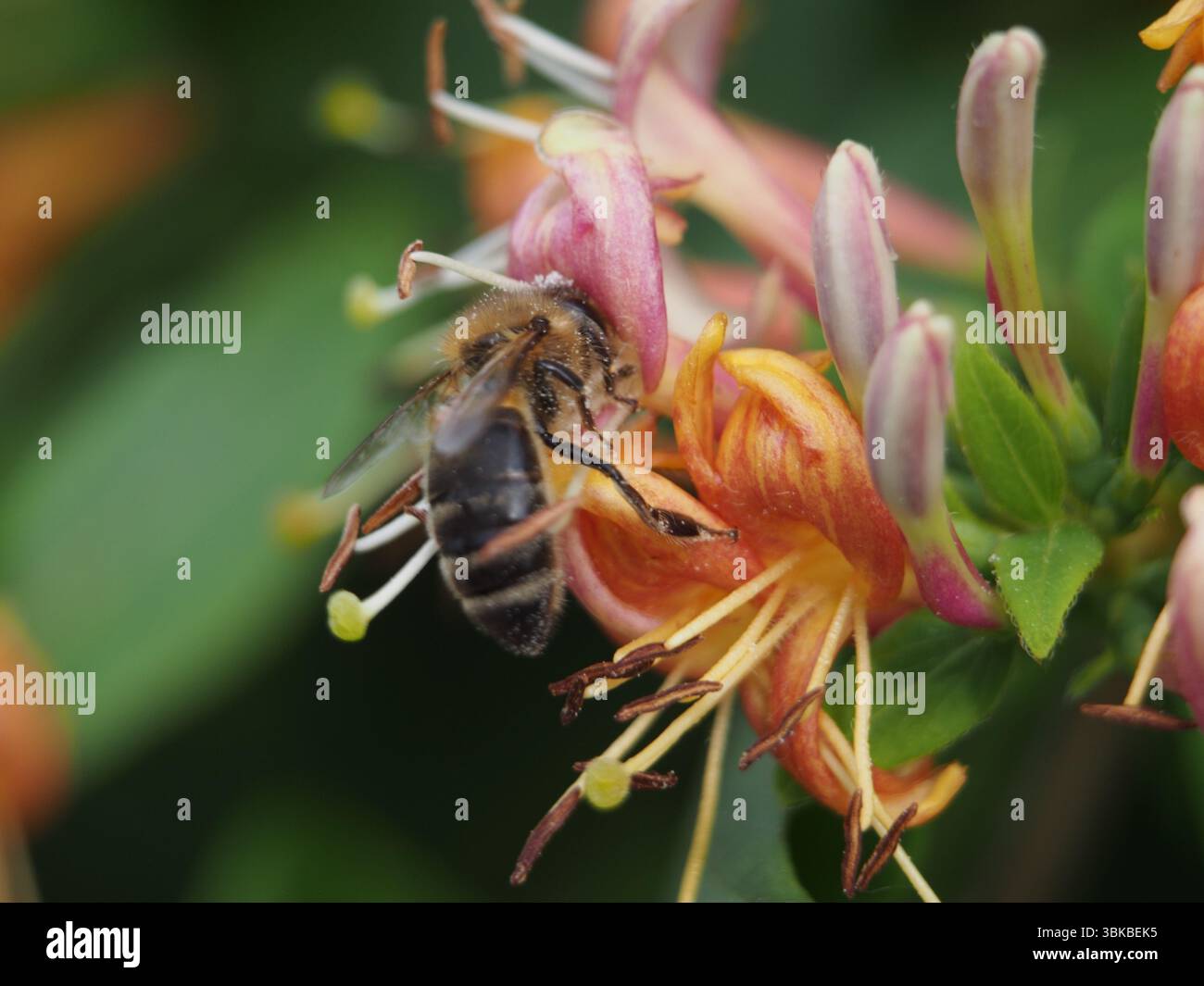 Macro-plan isolé d'une abeille européenne (apis mellifera) recueillant du pollen dans un bosquet parfumé de chèvrefeuille (Lonicera acuminata). Bonn Banque D'Images