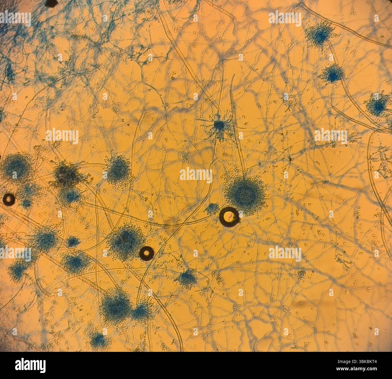 Aspergillus niger Banque D'Images
