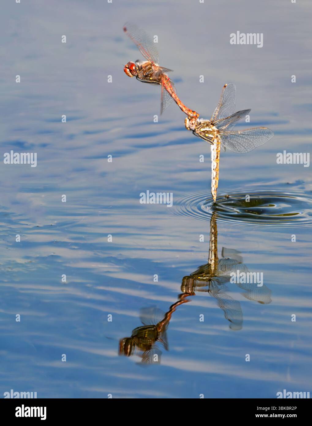 Libellules panachées (Sympetrum corruptum) pondant des œufs dans l'eau, avec réflexion miroir Galveston, Texas, États-Unis. Banque D'Images