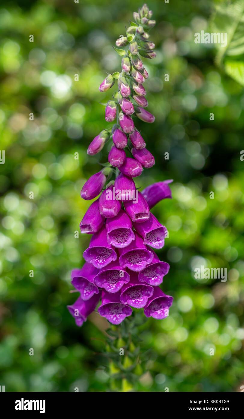 Gros plan de fleurs de foxglove violet (Digitalis purpurea) en fleurs avec des pétales en forme de cloche sur un fond vert flou en Irlande. Banque D'Images