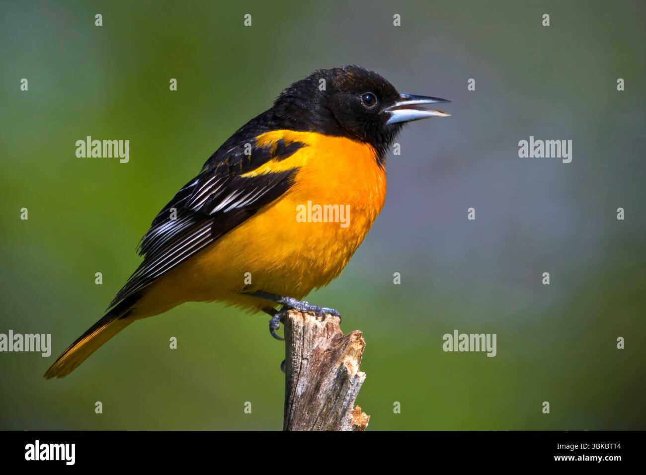 L'Oriole de Baltimore mâle Banque D'Images