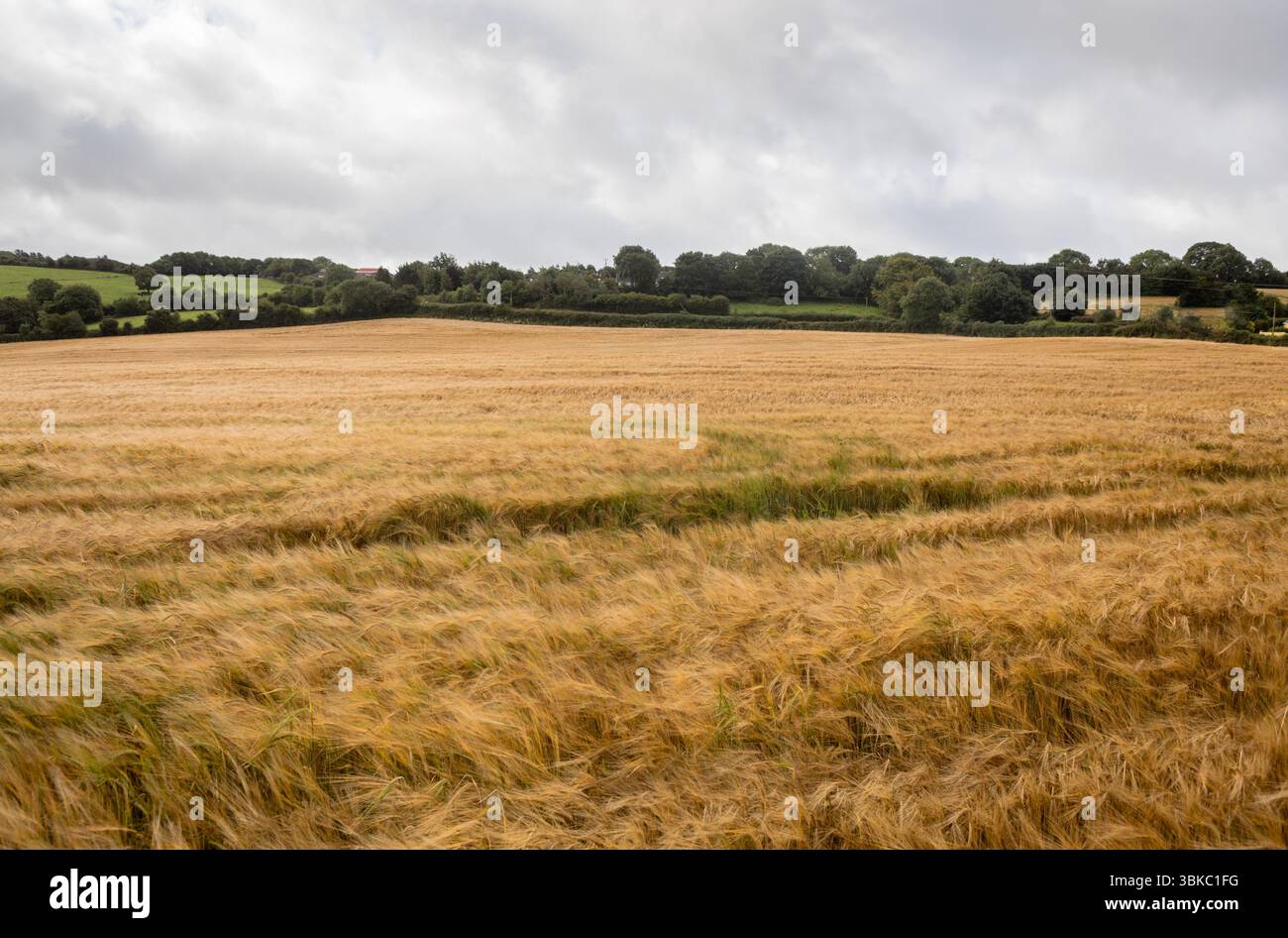 Les tiges de grain doré mûres ondulent dans un design plat sous le ciel couvert et les collines verdoyantes Banque D'Images