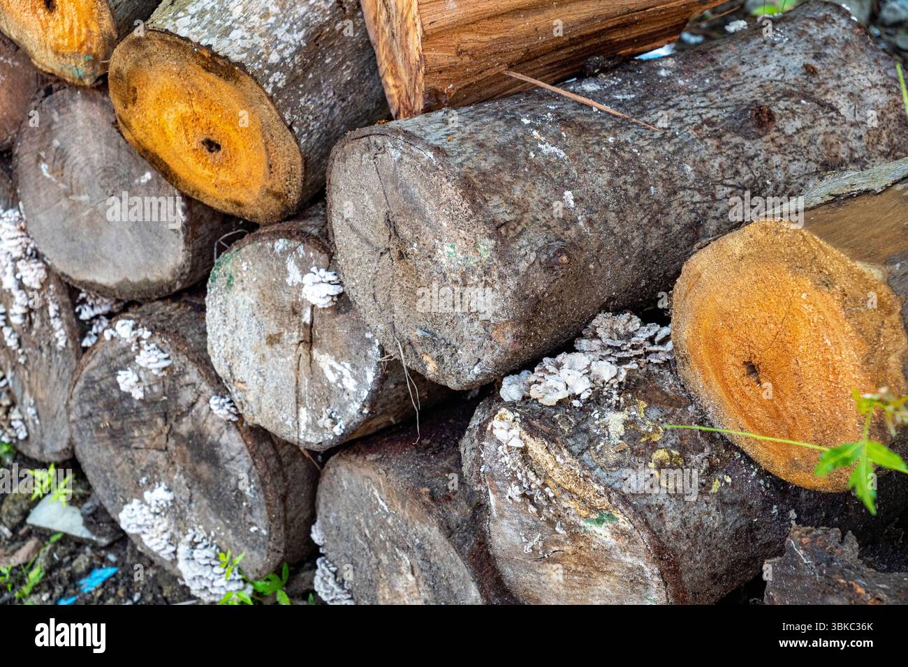 Pile de bûches avec certains d'entre eux ayant une substance blanche sur eux. La pile est composée de différentes tailles de bûches Banque D'Images