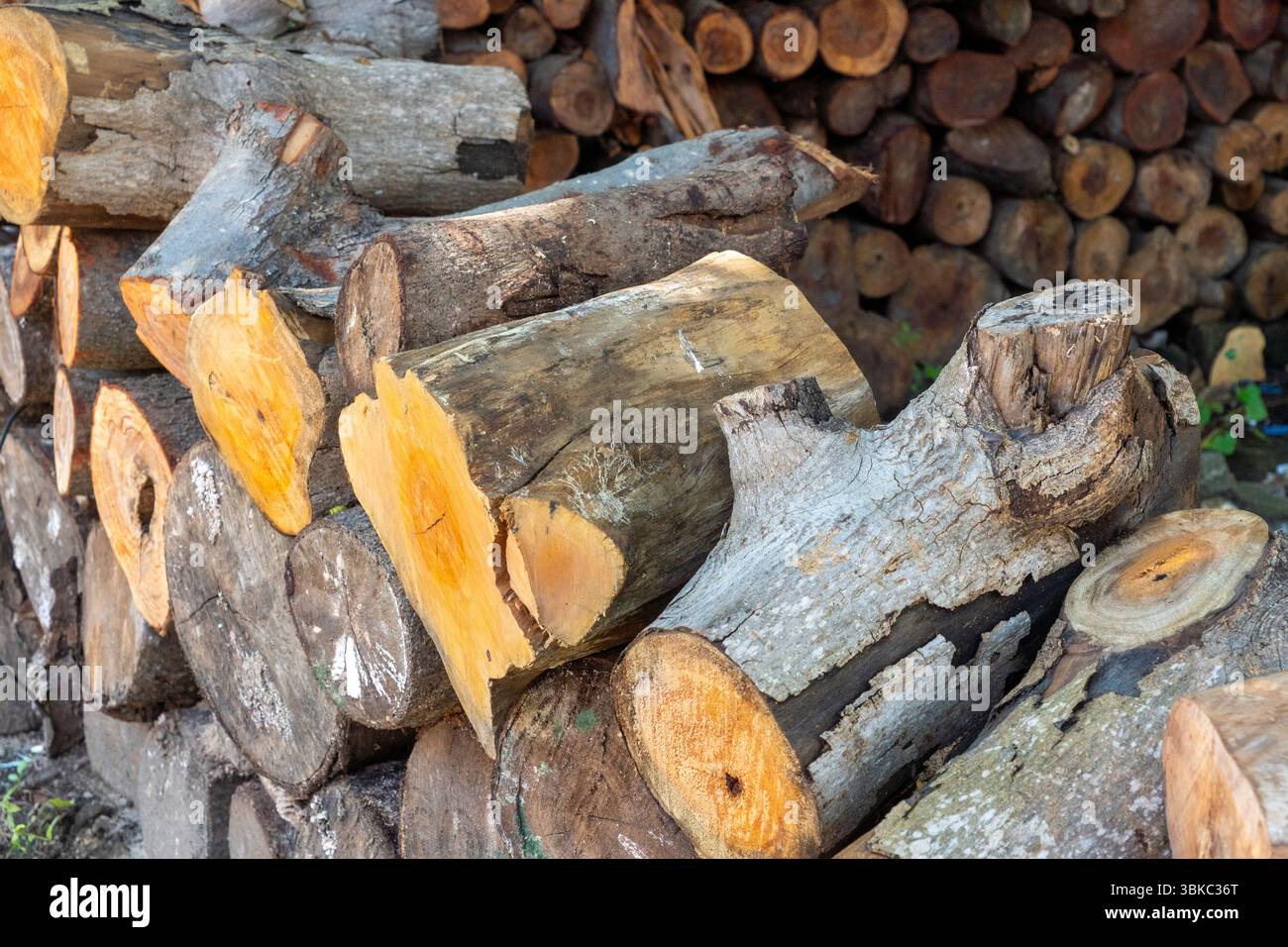 Pile de bûches avec certains d'entre eux ayant une substance blanche sur eux. La pile est composée de différentes tailles de bûches Banque D'Images