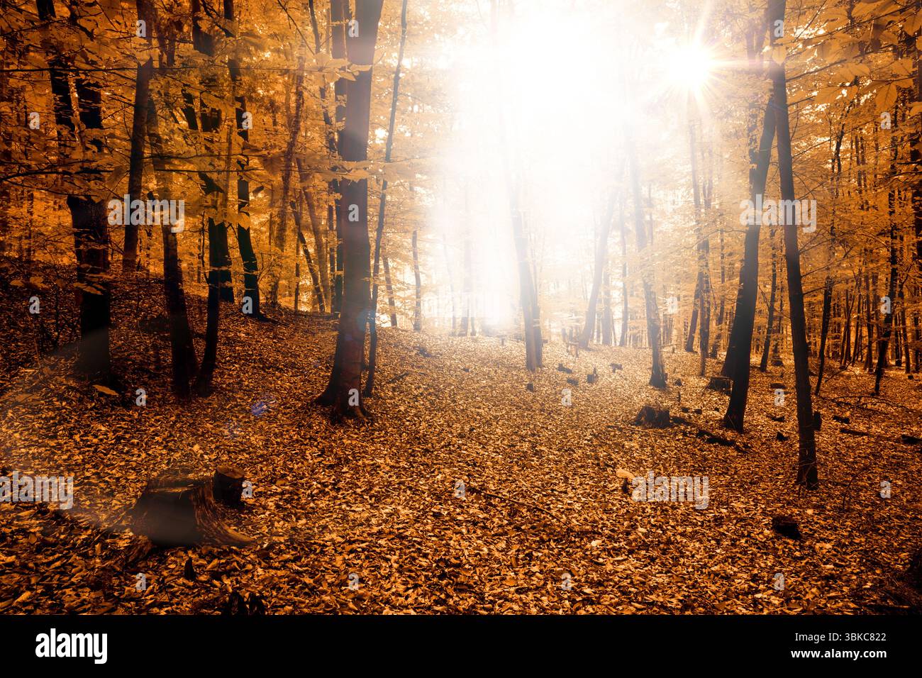 La clairière ensoleillée brille dans la forêt d'automne de conception plate, avec des troncs minces et un tapis de feuilles Banque D'Images