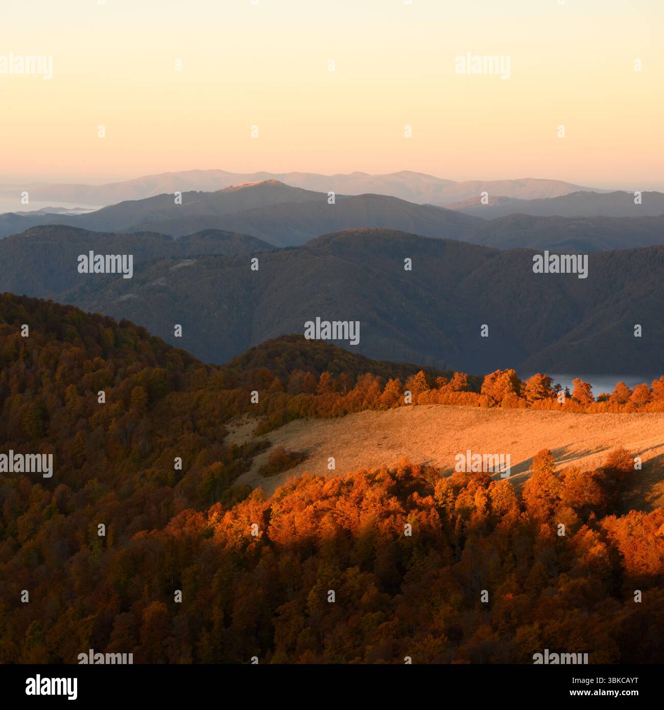 Sunrise peint la forêt de hêtres rouges dans des couleurs d'automne riches à travers les collines de montagne. Forêt d'automne avec lumière de l'heure d'or. Paysage de montagnes au coucher du soleil Banque D'Images