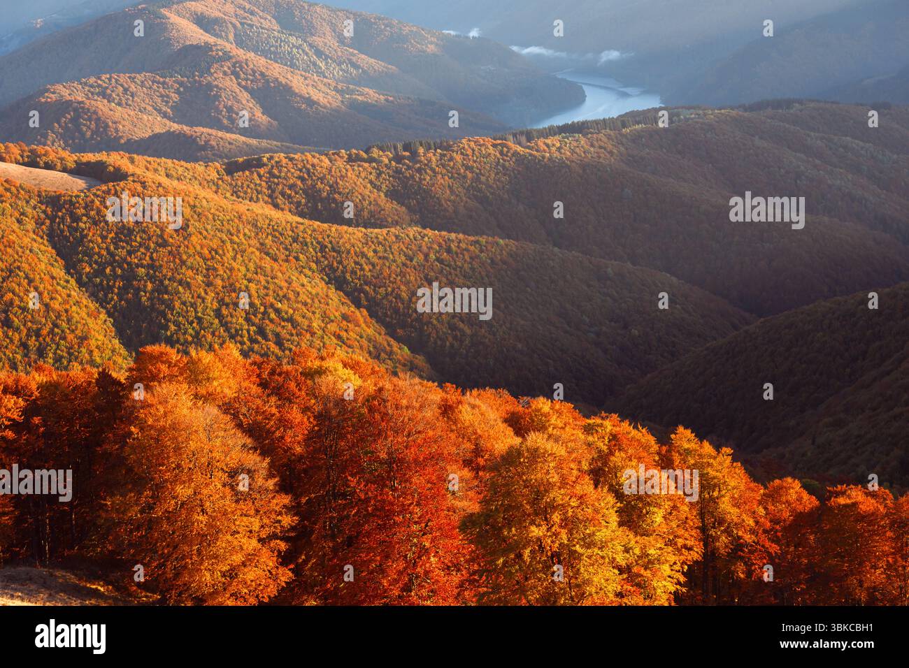 Les bois de hêtres rouges brûlent de couleur à la lumière du coucher du soleil sur les montagnes d'automne. Scène de la forêt des Highlands encadrée par des rayons doux et une riche lueur de feuillage d'automne Banque D'Images