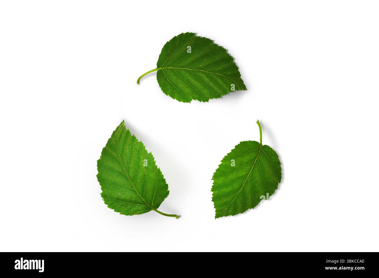 Symbole de recyclage fait de feuilles sur fond blanc - concept d'écologie et de recyclage Banque D'Images