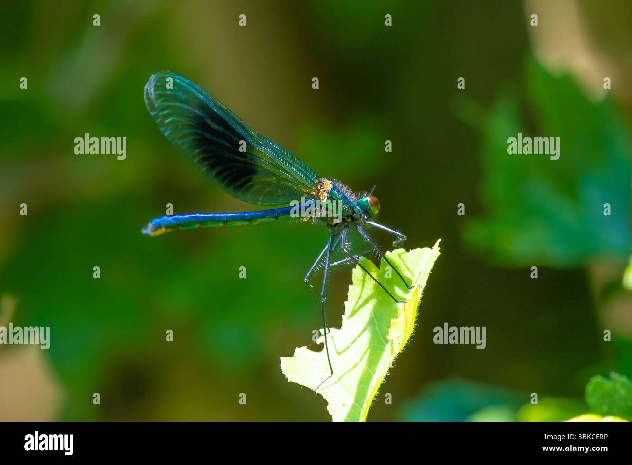 Chipping, Preston, Lancashire, Royaume-Uni. 19 juin 2025. Une demoiselle baguée se prélassant au soleil près de Preston, Lancashire, Royaume-Uni crédit : John Eveson/Alamy Live News Banque D'Images