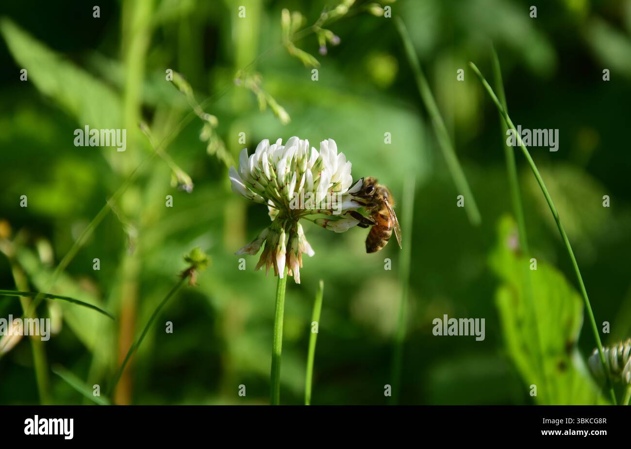 Abeille à miel buvant du nectar d'une fleur de trèfle Banque D'Images