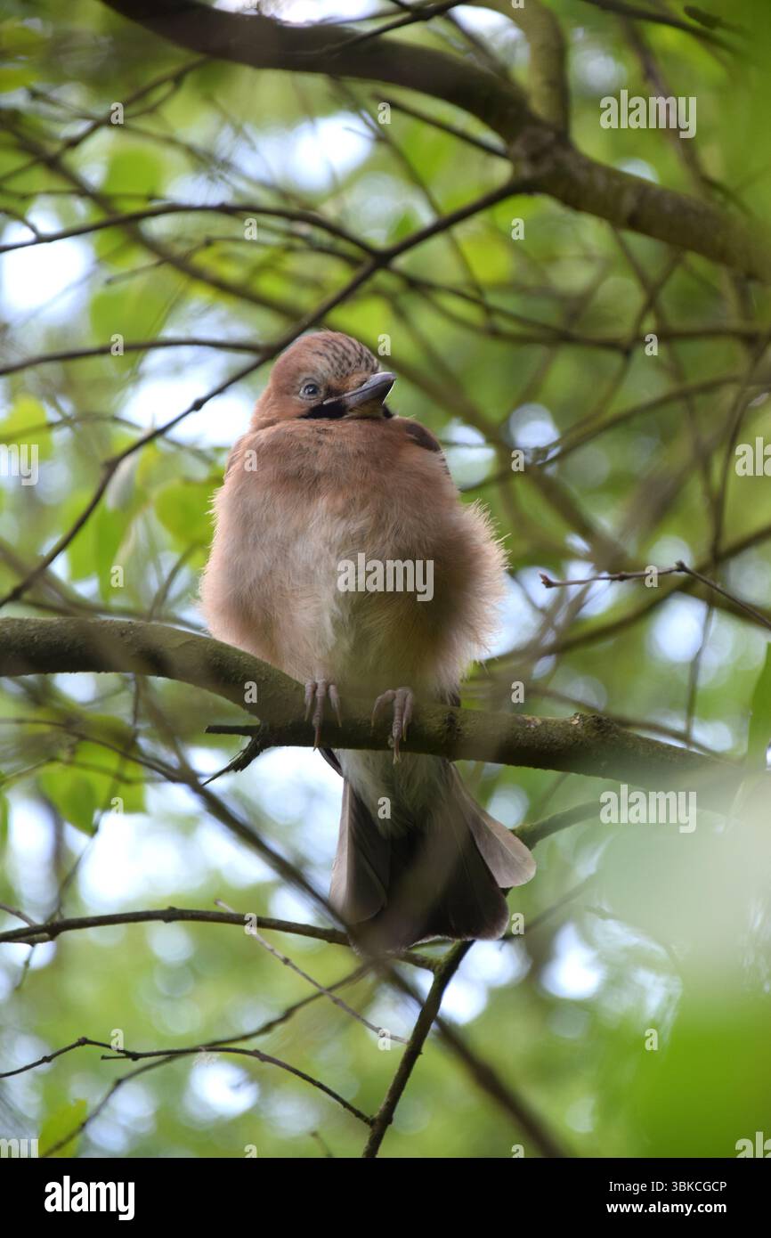 jay eurasien sur un arbre Banque D'Images