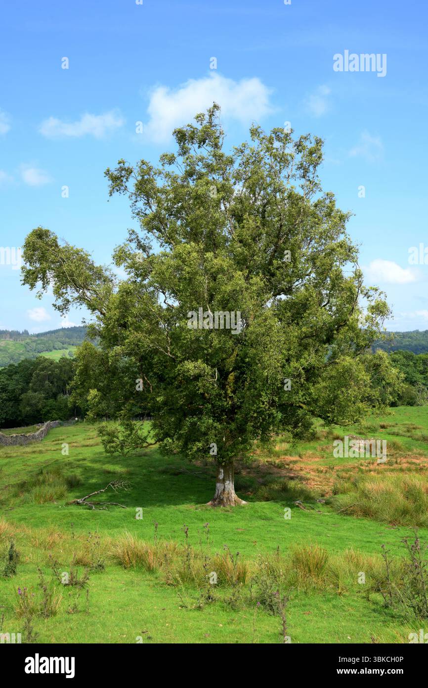 L'arbre de bouleau argenté se tient seul pour l'ombre / abri Grizedale, Lake Disrict ensemble contre le ciel bleu avec le tronc blanc et les branches tombantes de l'arbre mature. Banque D'Images