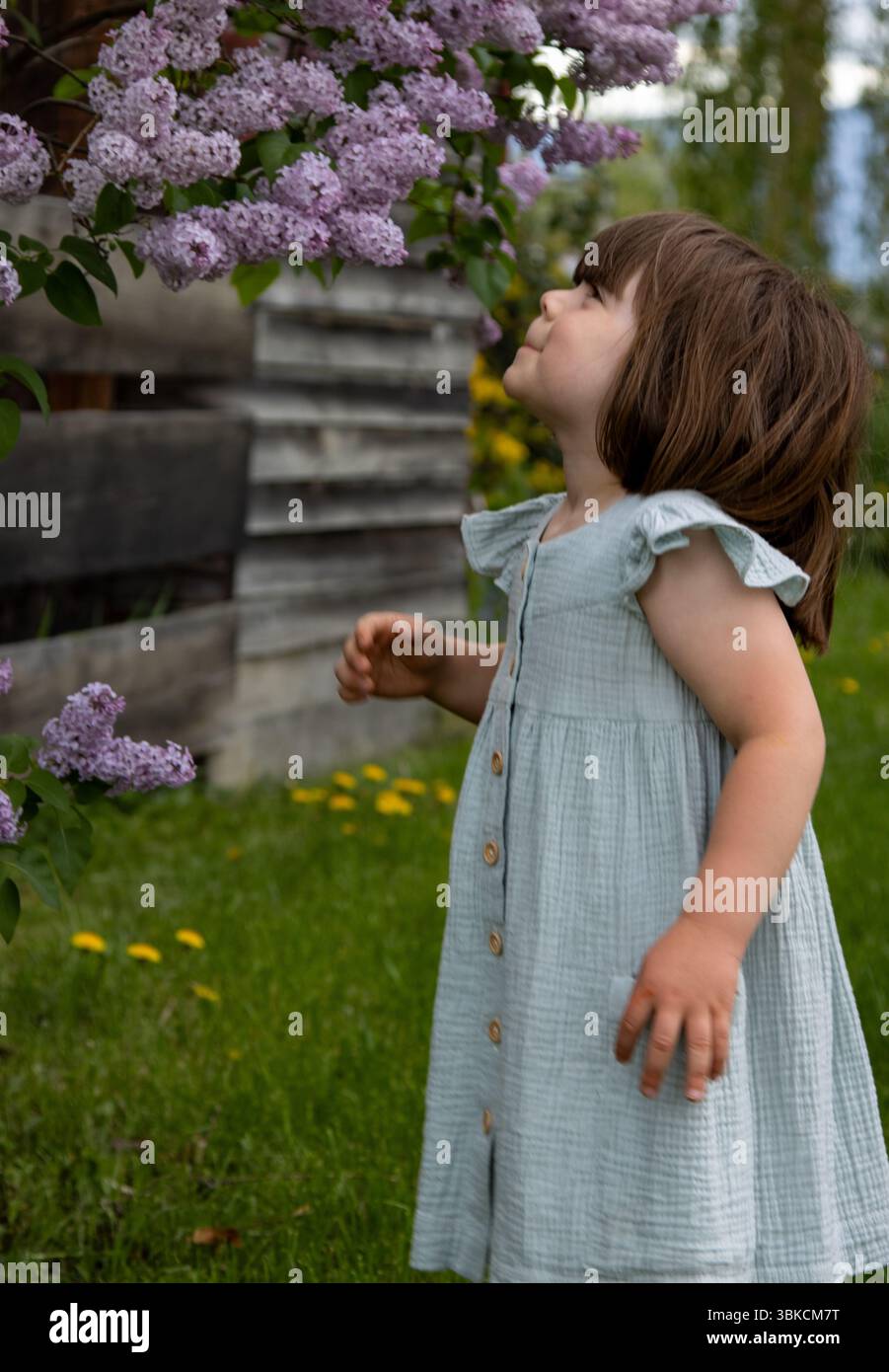 La fille tient des lilas près de son visage, s'arrêtant à mi-jeu dans une lumière douce Banque D'Images