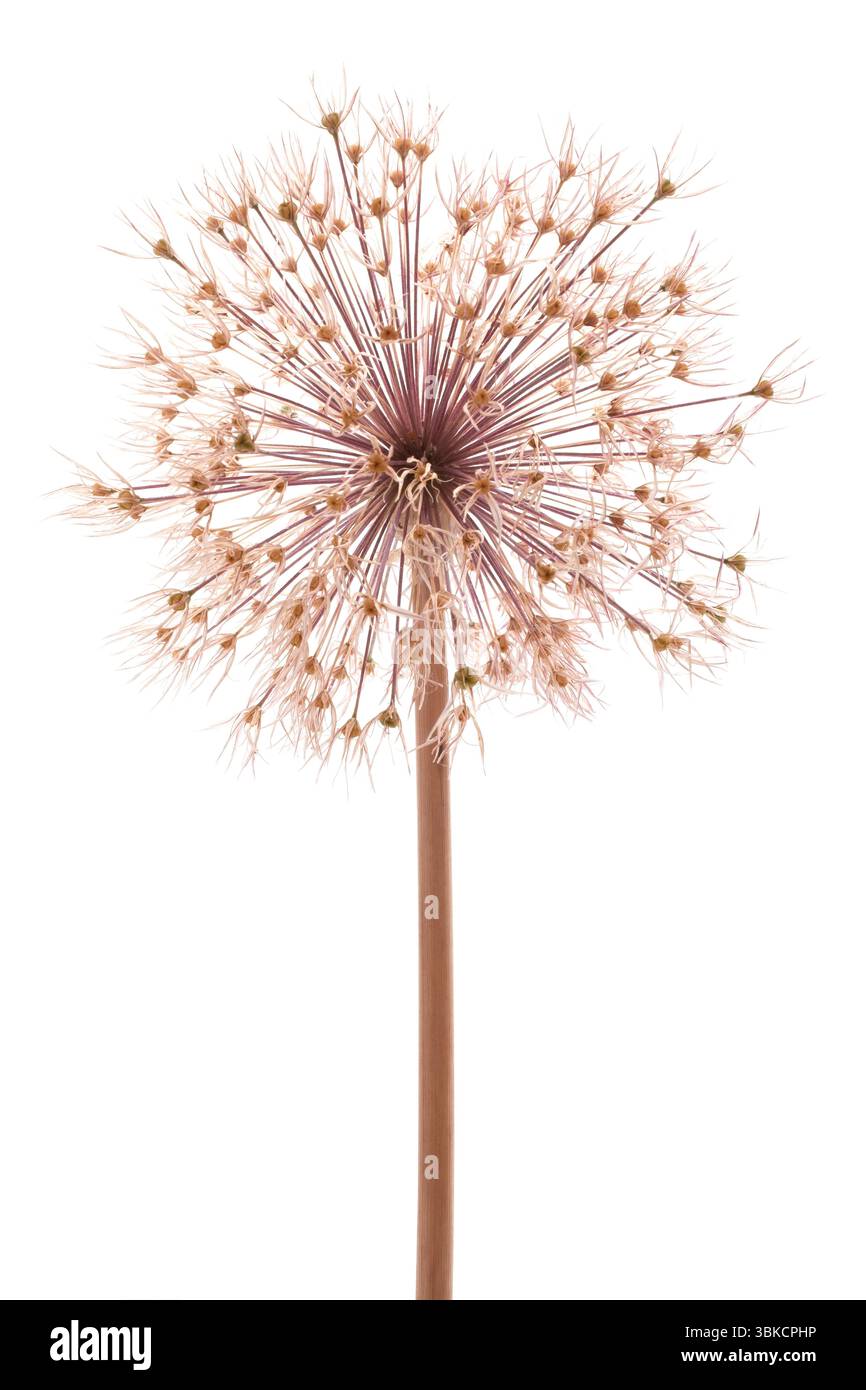 allium mort sur fond blanc Banque D'Images
