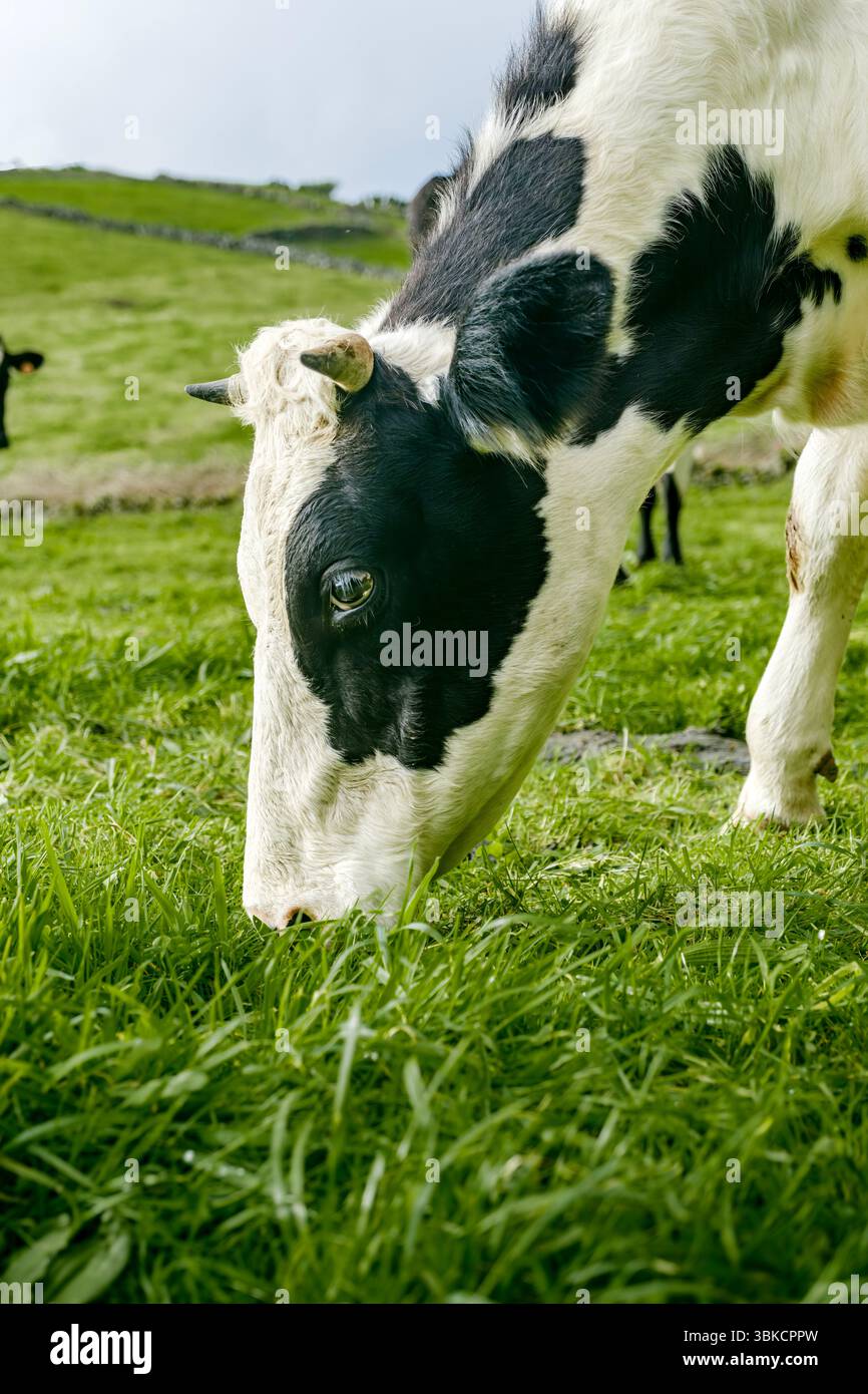 Gros plan d'une vache frisonne Holstein noire et blanche qui paissait dans un pâturage vert luxuriant. Animaux laitiers, vie agricole, herbe fraîche, bétail, ind agricole Banque D'Images