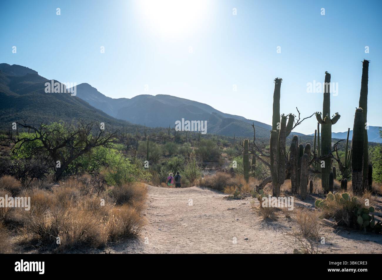 Randonnée dans le désert à travers le pays du Saguaro Banque D'Images