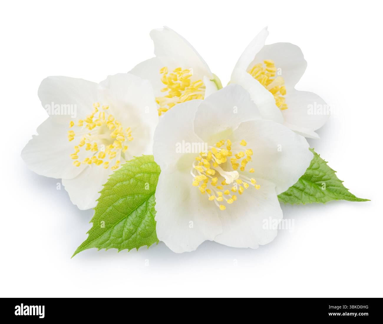Fleurs de jasmin avec des feuilles vertes sur fond blanc gros plan. Le fichier contient des chemins de détourage. Banque D'Images