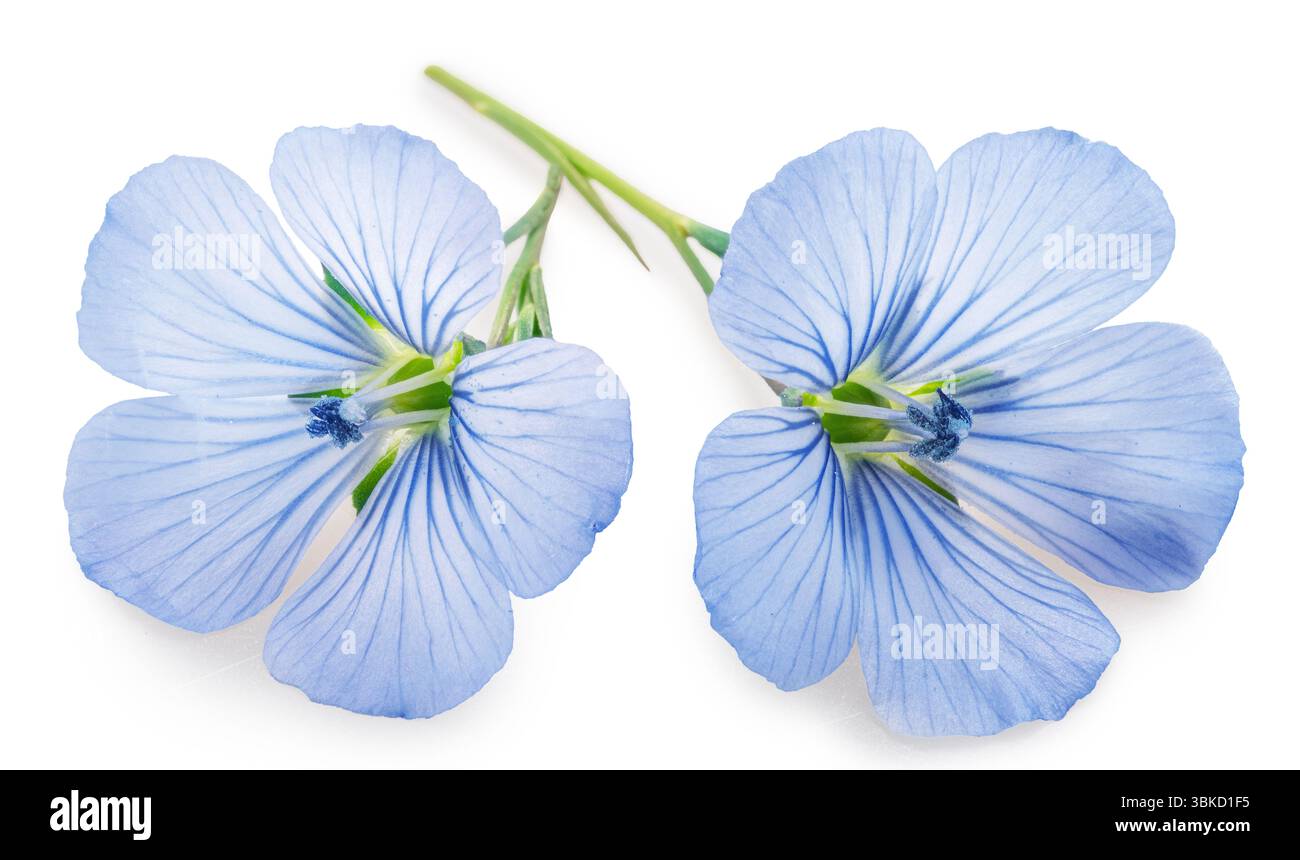 Fleurs de lin bleu et graines de lin isolées sur fond blanc. Le fichier contient un chemin de détourage. Banque D'Images