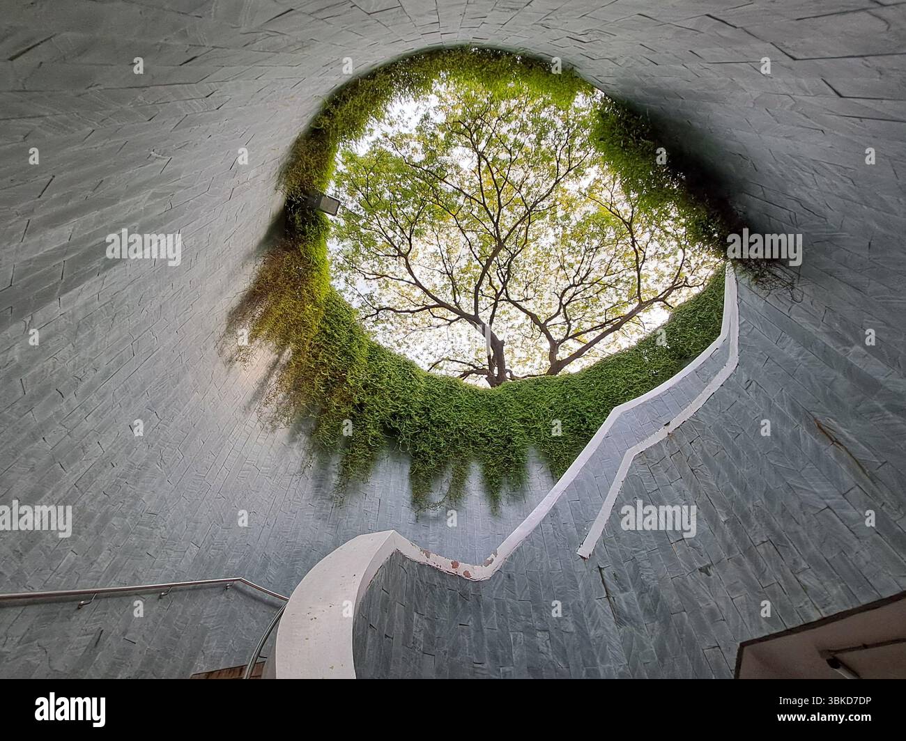 Tree tunnel Fort Canning Park Singapour Banque D'Images