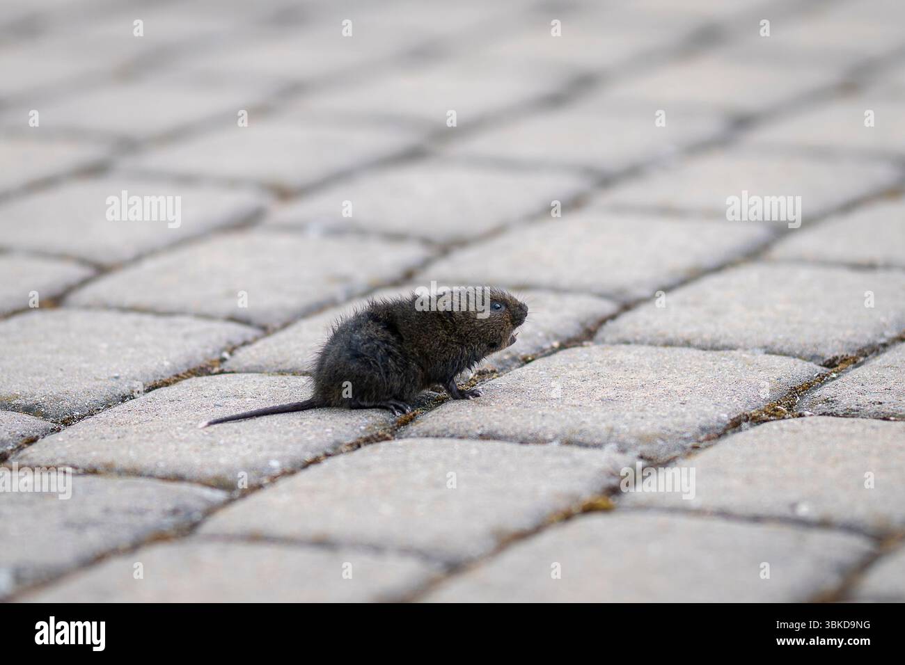 Campagnard européen (Arvicola amphibius), rongeur semi-aquatique. Rat d'eau attrapé par un chat sur la jetée du port. Banque D'Images