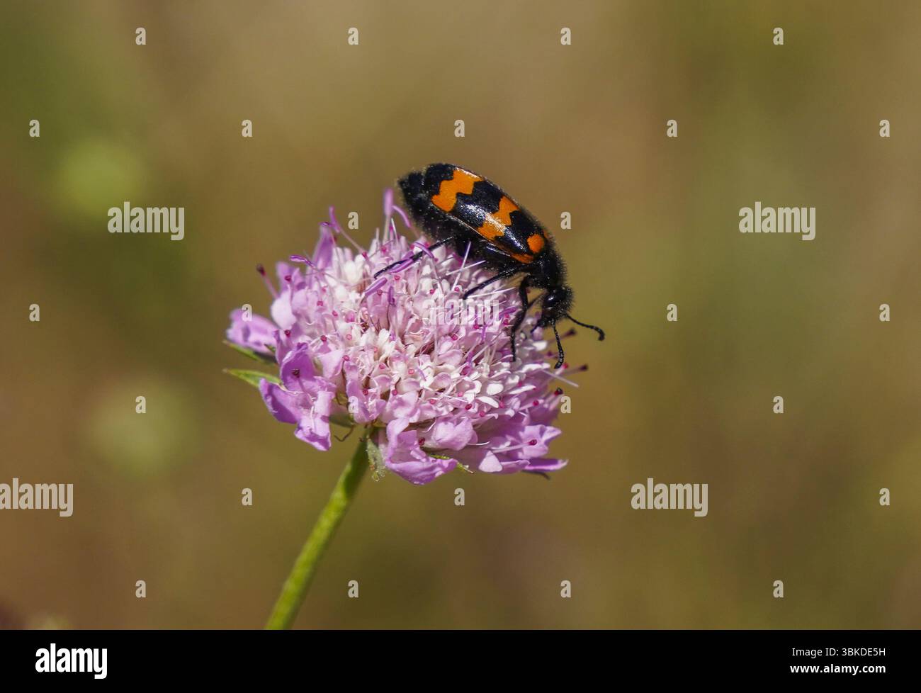Coléoptère à cloques se nourrissant de fleurs, France. Banque D'Images