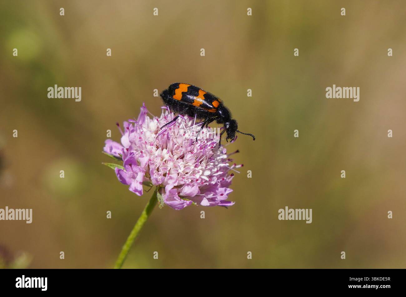Coléoptère à cloques se nourrissant de fleurs, France. Banque D'Images