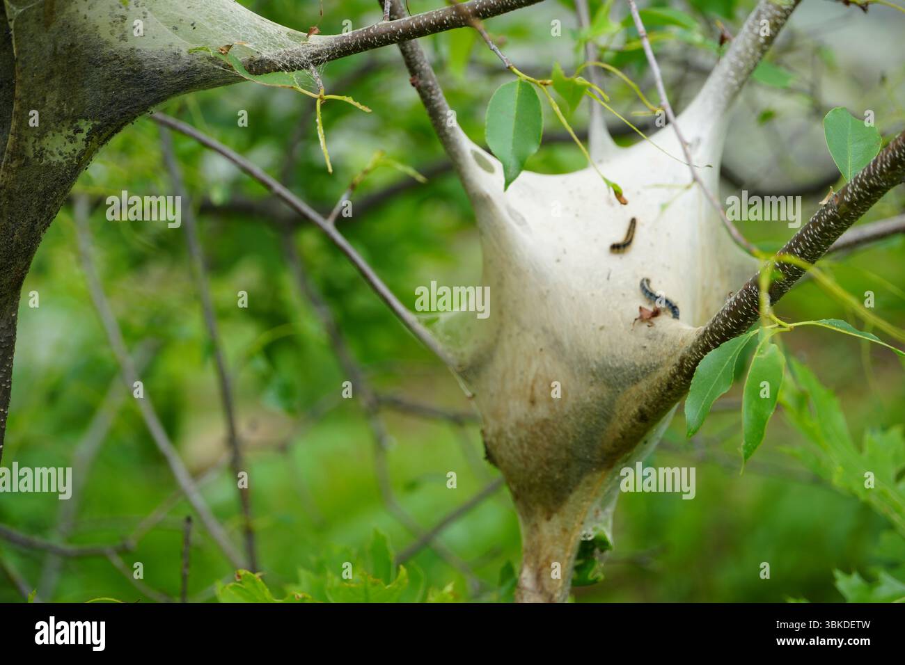 Eastern tente caterpillar Nest, Malacosoma Americanum, Hudson Highlands State Park, Hudson Valley, New York, États-Unis Banque D'Images
