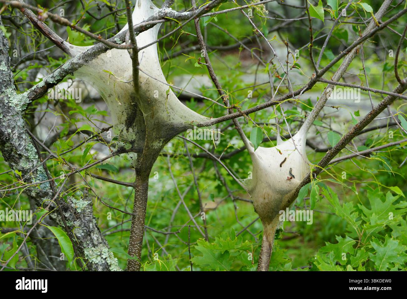 Eastern tente caterpillar Nest, Malacosoma Americanum, Hudson Highlands State Park, Hudson Valley, New York, États-Unis Banque D'Images