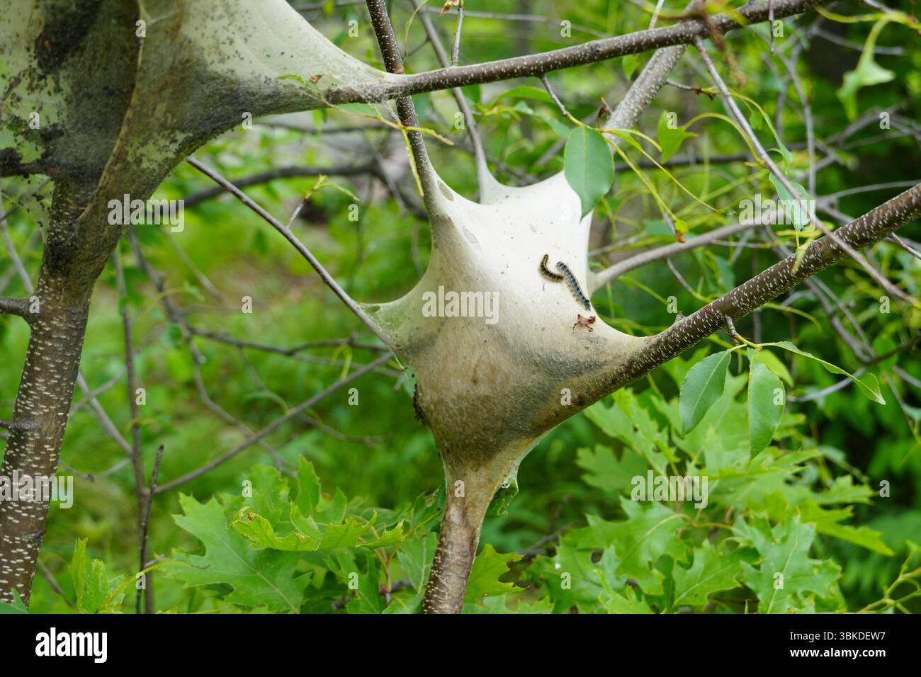 Eastern tente caterpillar Nest, Malacosoma Americanum, Hudson Highlands State Park, Hudson Valley, New York, États-Unis Banque D'Images