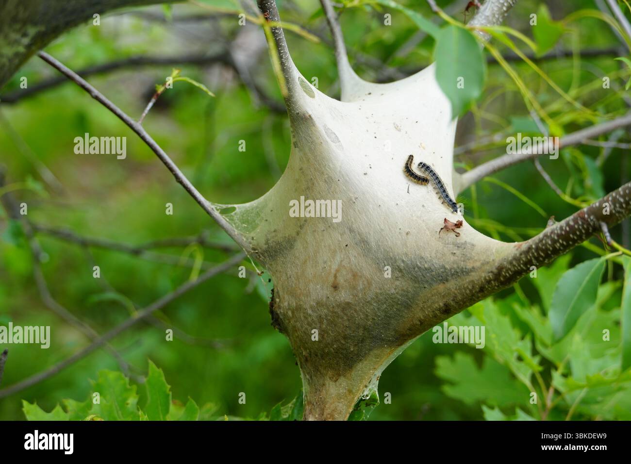 Eastern tente caterpillar Nest, Malacosoma Americanum, Hudson Highlands State Park, Hudson Valley, New York, États-Unis Banque D'Images